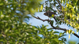 Collared Sparrowhawk