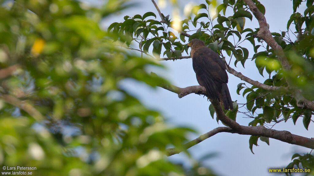 Collared Sparrowhawk