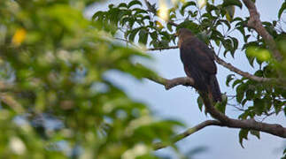 Collared Sparrowhawk