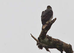 Bicolored Hawk