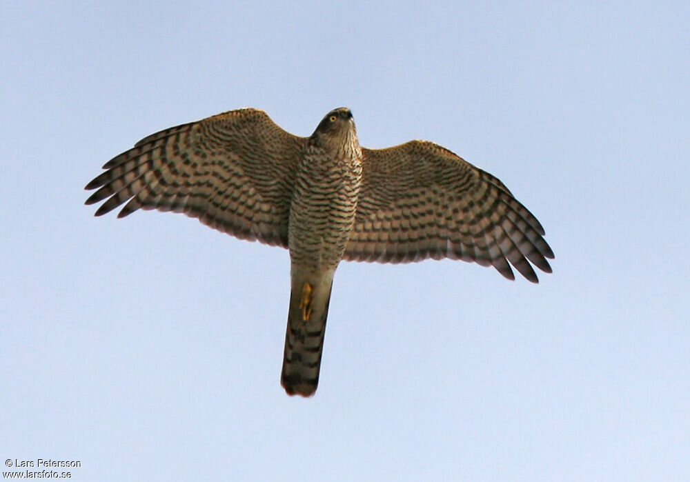 Eurasian Sparrowhawk