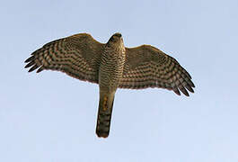 Eurasian Sparrowhawk