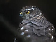 Eurasian Sparrowhawk