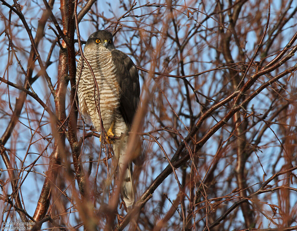 Eurasian Sparrowhawk