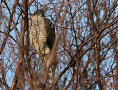 Eurasian Sparrowhawk