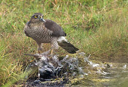 Eurasian Sparrowhawk