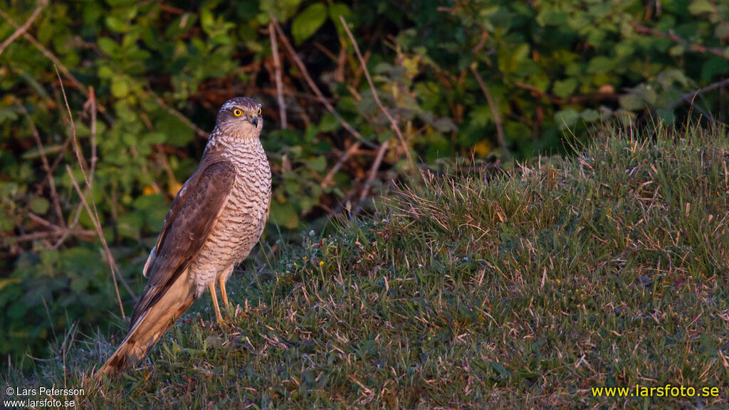 Eurasian Sparrowhawk