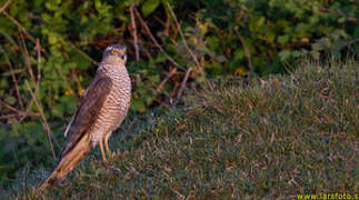 Eurasian Sparrowhawk