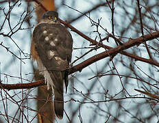 Eurasian Sparrowhawk