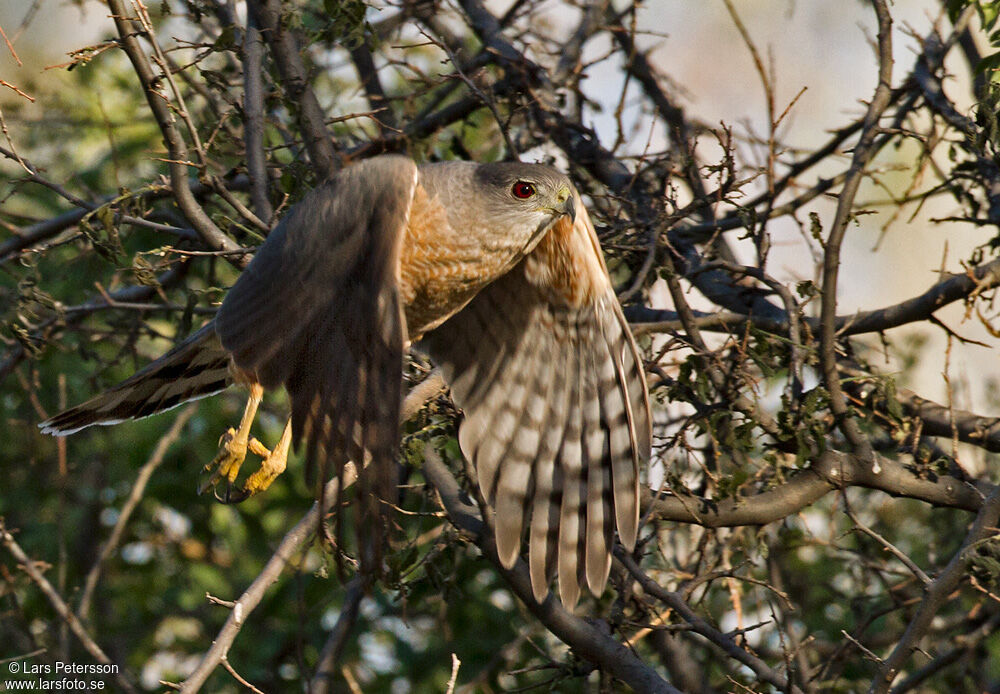 Cooper's Hawk