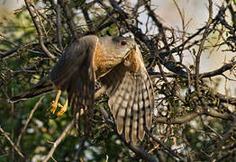 Cooper's Hawk