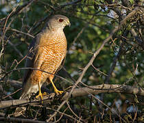 Cooper's Hawk