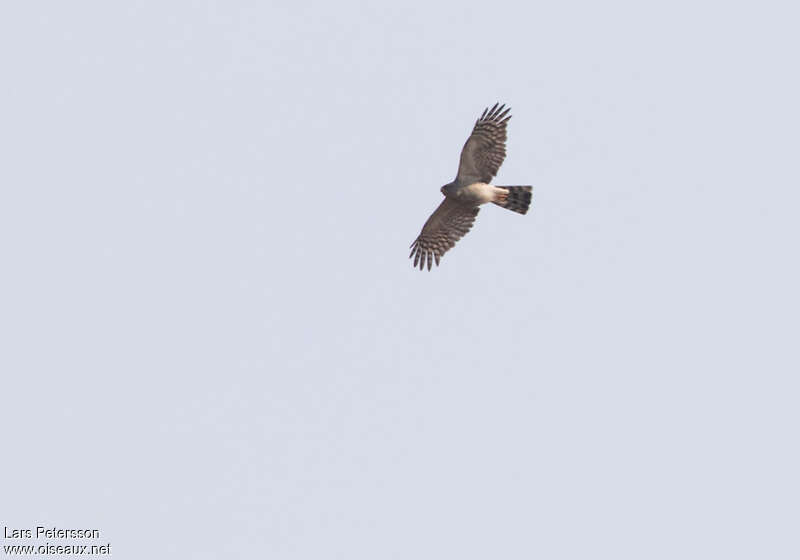 Ovambo Sparrowhawk, Flight