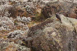 Rufous-breasted Sparrowhawk