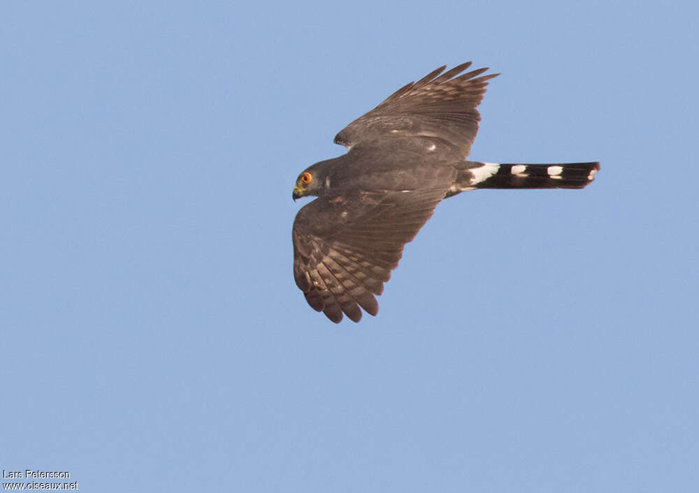 Little Sparrowhawkadult, Flight