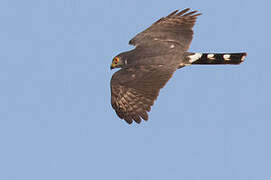 Little Sparrowhawk