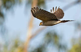 Little Sparrowhawk