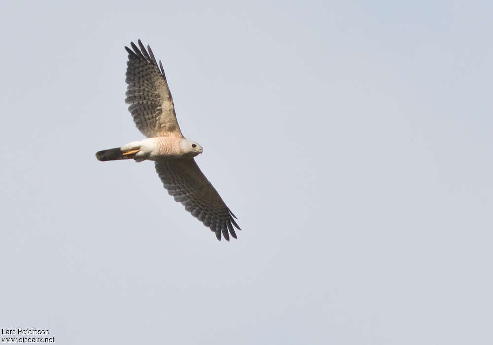 Shikra male adult, Flight