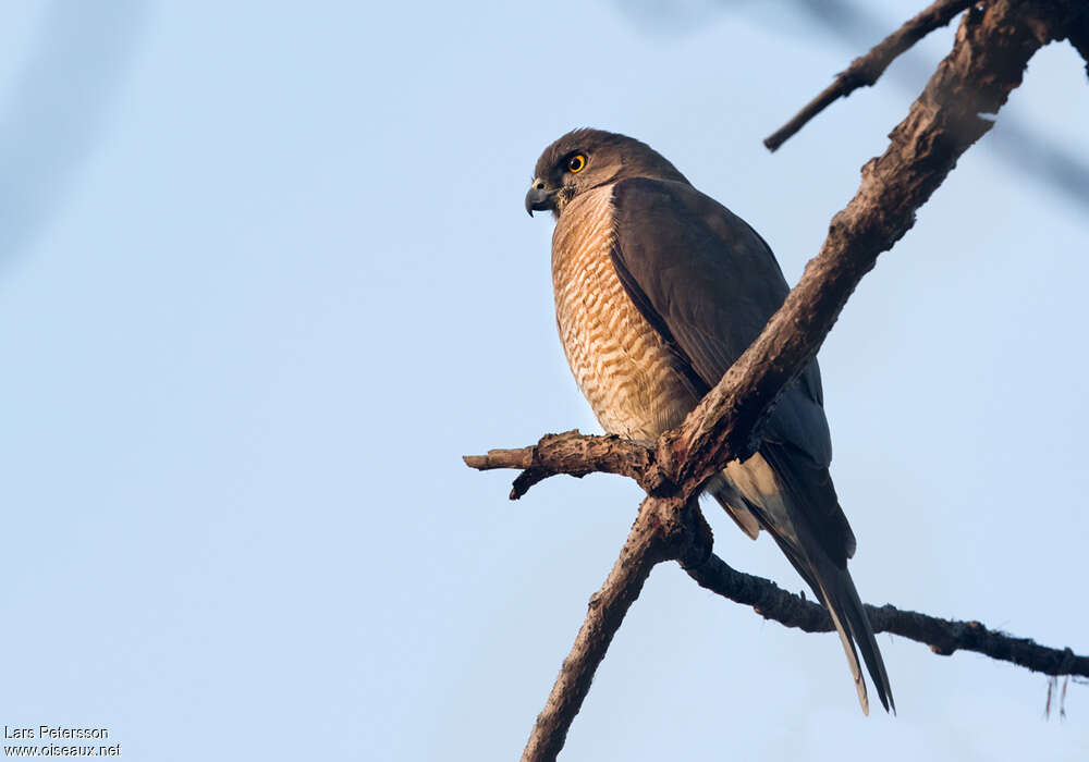 Shikra female adult, identification