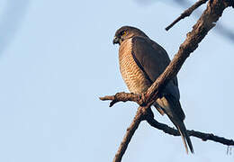 Shikra