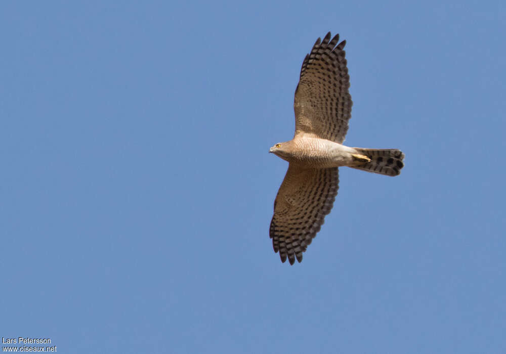 Shikra male adult, Flight