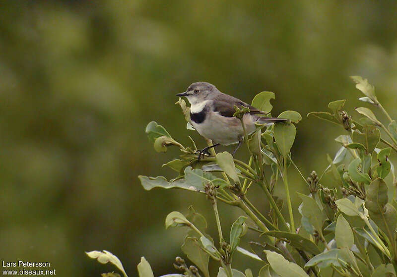 White-fronted Chat female adult, habitat, pigmentation, Behaviour