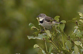 White-fronted Chat