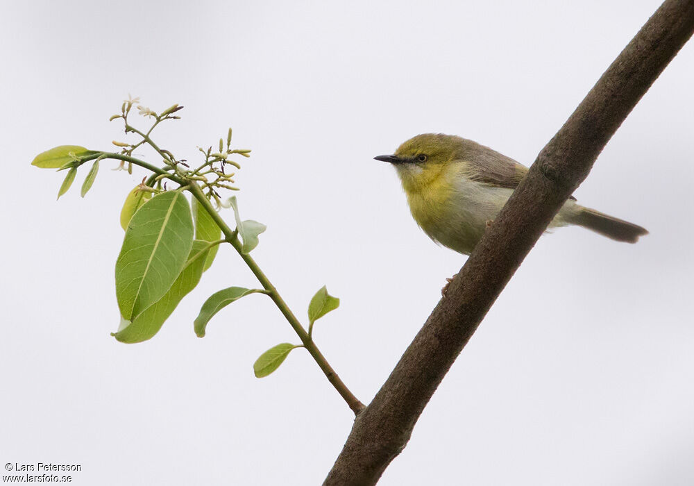 Green-capped Eremomela