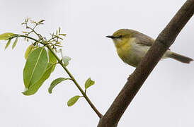 Green-capped Eremomela