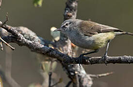 Yellow-bellied Eremomela