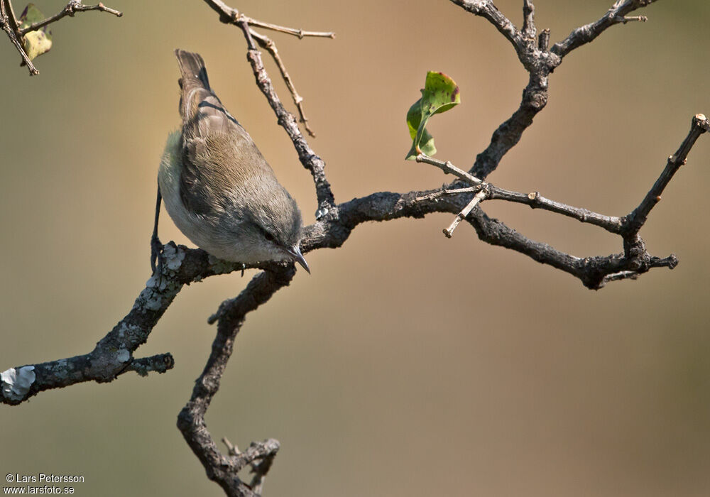 Yellow-bellied Eremomela