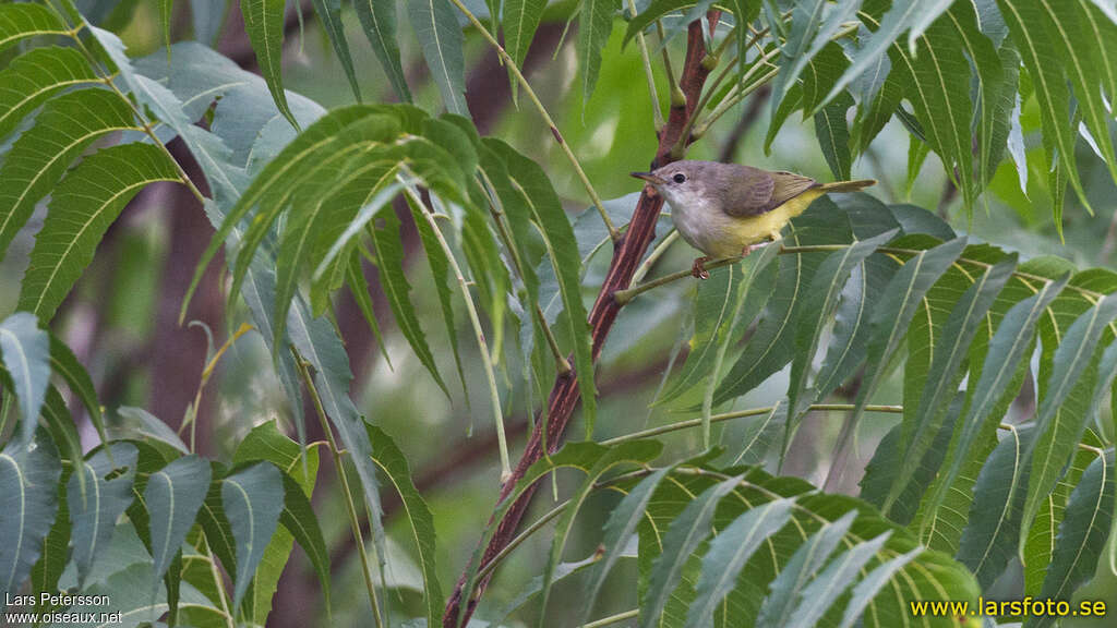 Érémomèle à dos vert, habitat, pigmentation