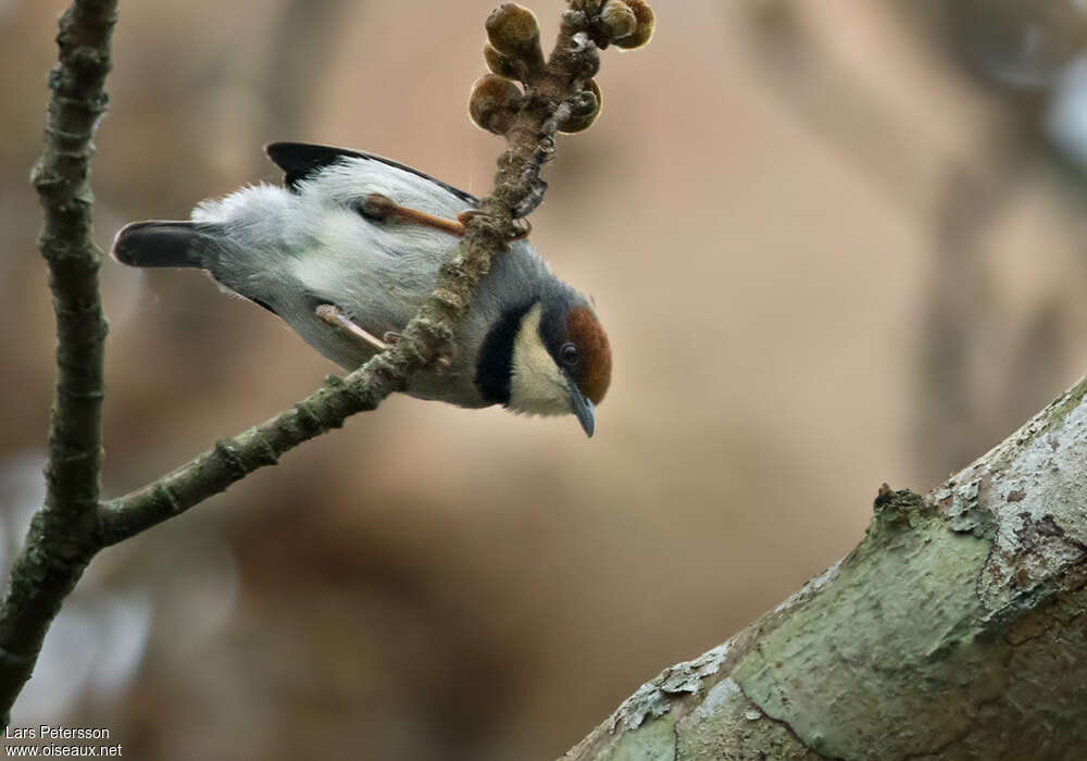 Rufous-crowned Eremomelaadult, identification