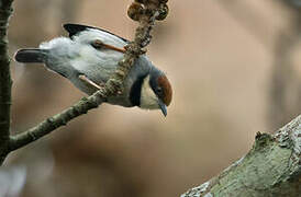 Rufous-crowned Eremomela