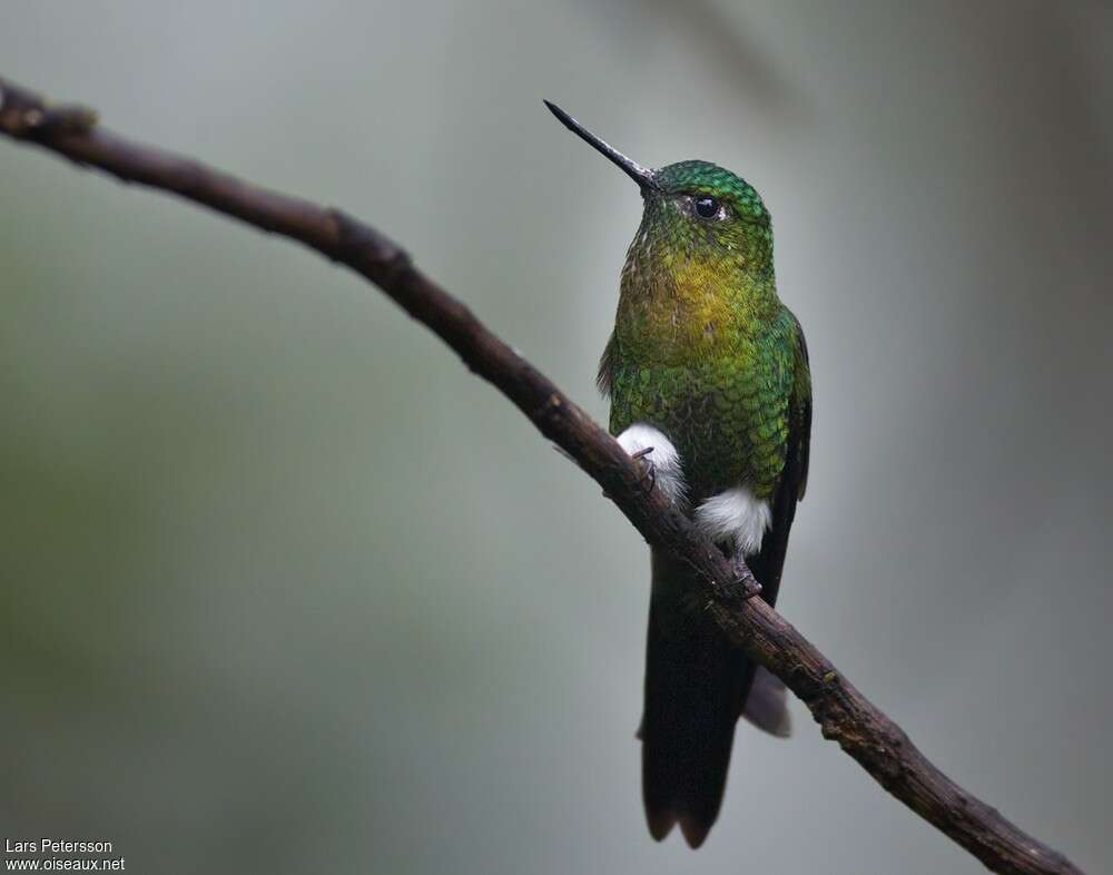 Golden-breasted Pufflegadult, identification