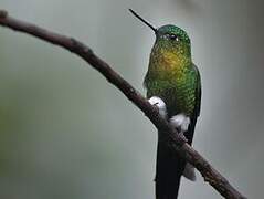 Golden-breasted Puffleg