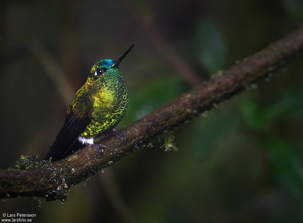 Sapphire-vented Puffleg