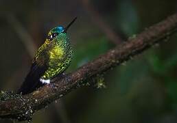 Sapphire-vented Puffleg