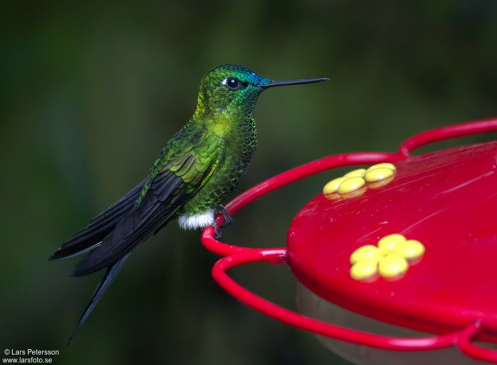 Sapphire-vented Puffleg