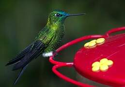 Sapphire-vented Puffleg