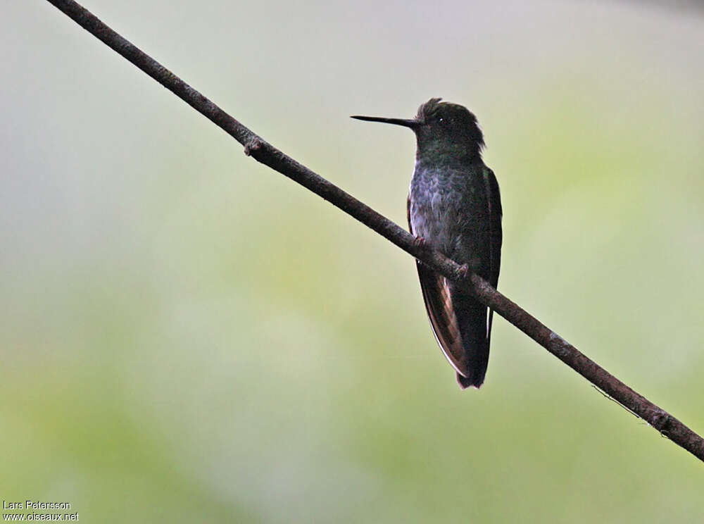 Greenish Pufflegadult, identification