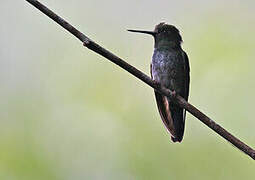 Greenish Puffleg