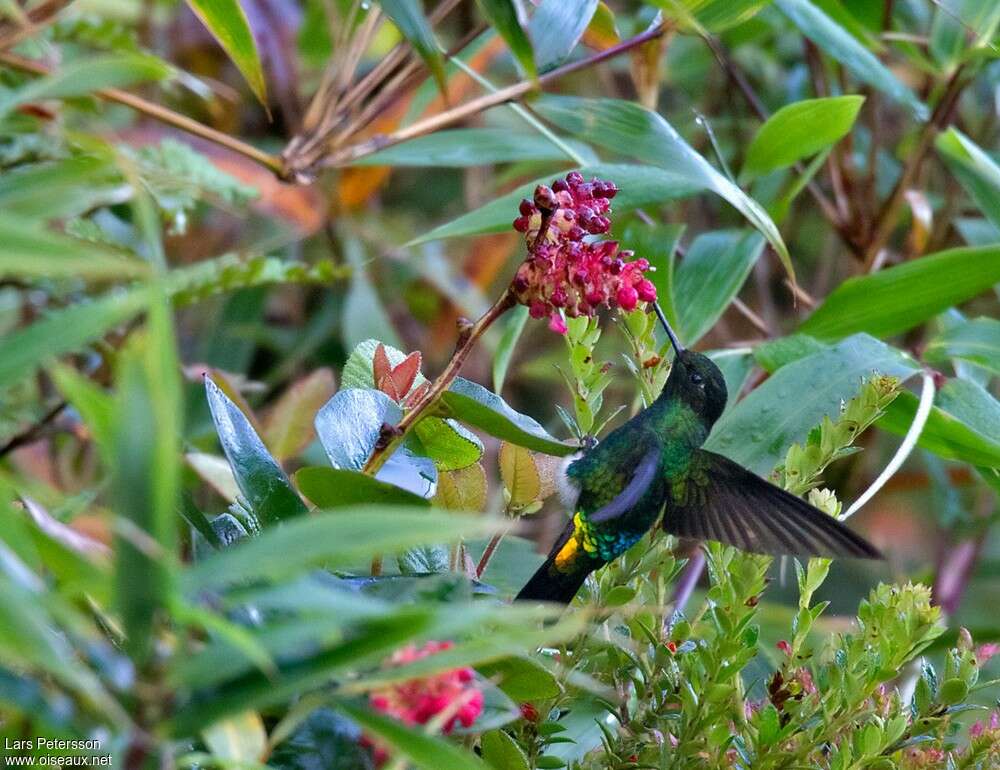 Glowing Puffleg male adult, habitat, pigmentation, eats