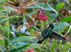 Glowing Puffleg