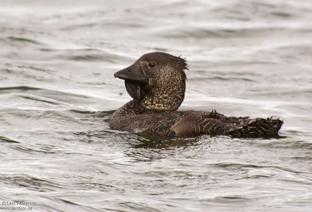 Musk Duck