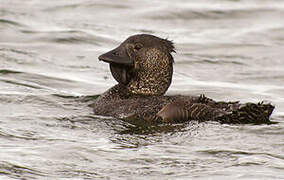 Musk Duck