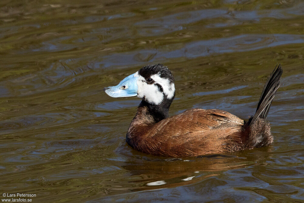 White-headed Duck