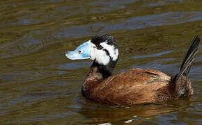 White-headed Duck