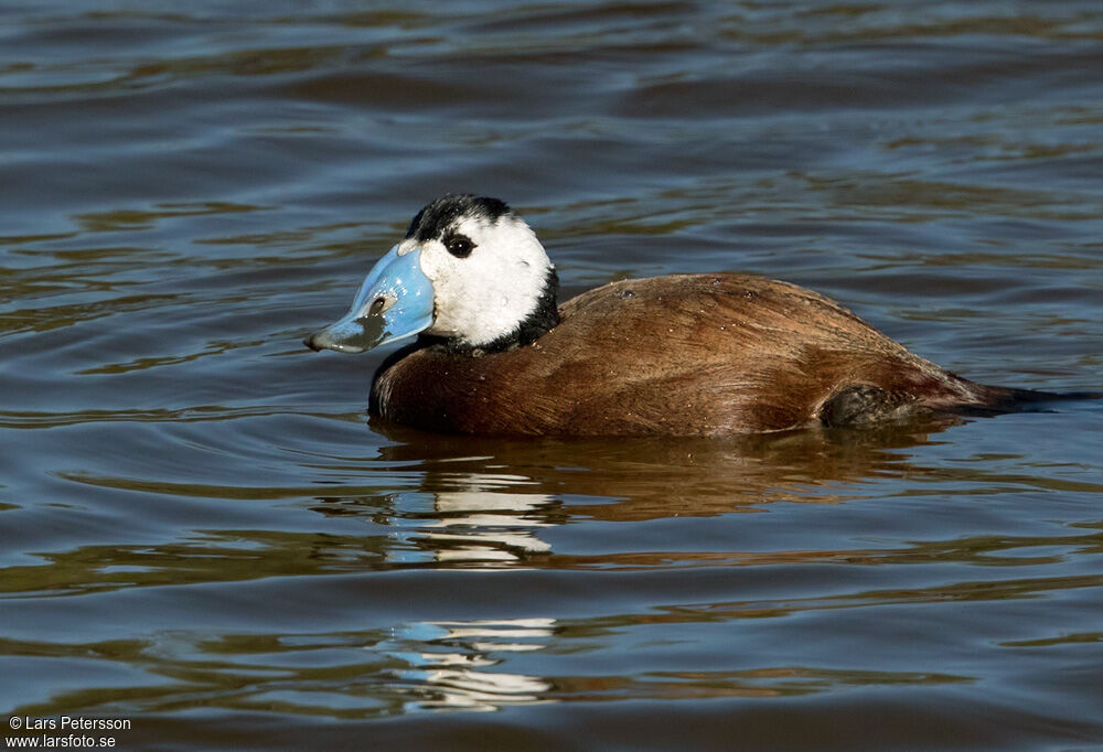 White-headed Duck