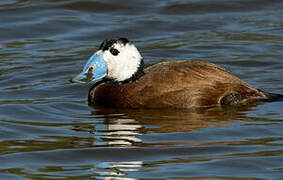 White-headed Duck